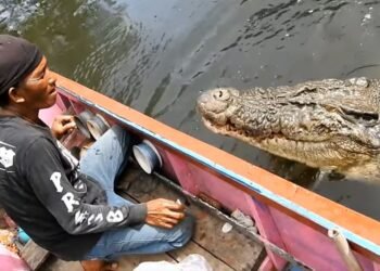 Kisah Pak Ambo, Warga Bontang Bersahabat dengan Buaya 'Riska' selama 12 Tahun
