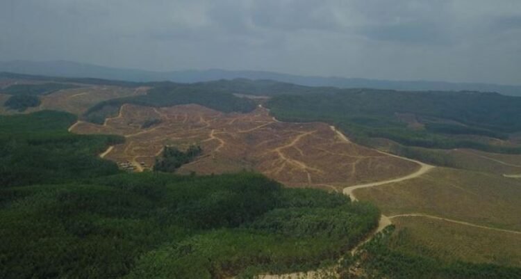 300 Paket Investasi Ditawarkan untuk IKN Nusantara 90 Investor Berminat Investasi di Proyek IKN Nusantara