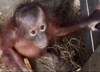 Terpisah dari Induknya, Bayi Orangutan Ditemukan di Kutai Timur