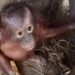 Terpisah dari Induknya, Bayi Orangutan Ditemukan di Kutai Timur