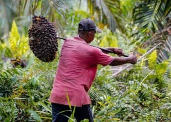 Harga Sawit Hancur, Petani Kutim Tercekik Biaya Pupuk Harga TBS Sawit di Kaltim Periode 1–15 Desember 2024 Meningkat Harga TBS Sawit Kaltim Naik, Capai Rp2.410 per Kilogram Kaltim Ekspor 10 Kontainer Limbah Sawit ke Tiongkok Ekonomi Kaltim Diperkirakan Terus Membaik di Kuartal III/2021