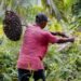 Harga Sawit Hancur, Petani Kutim Tercekik Biaya Pupuk Harga TBS Sawit di Kaltim Periode 1–15 Desember 2024 Meningkat Harga TBS Sawit Kaltim Naik, Capai Rp2.410 per Kilogram Kaltim Ekspor 10 Kontainer Limbah Sawit ke Tiongkok Ekonomi Kaltim Diperkirakan Terus Membaik di Kuartal III/2021