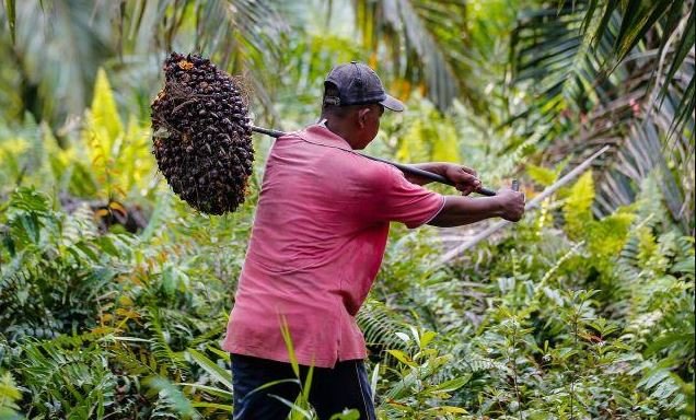 Harga Sawit Hancur, Petani Kutim Tercekik Biaya Pupuk Harga TBS Sawit di Kaltim Periode 1–15 Desember 2024 Meningkat Harga TBS Sawit Kaltim Naik, Capai Rp2.410 per Kilogram Kaltim Ekspor 10 Kontainer Limbah Sawit ke Tiongkok Ekonomi Kaltim Diperkirakan Terus Membaik di Kuartal III/2021