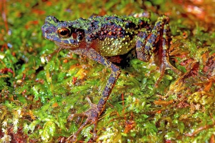 KATAK PELANGI