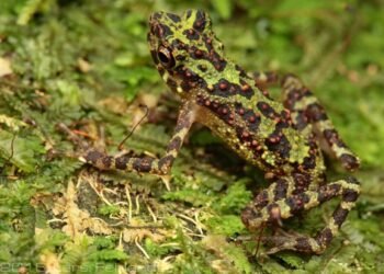 Sempat Hilang sejak 1924, Katak Pelangi Muncul Lagi di Kalimantan