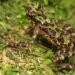 Sempat Hilang sejak 1924, Katak Pelangi Muncul Lagi di Kalimantan