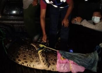 Evakuasi Sempat Molor, Buaya di Bontang Berhasil Dievakuasi