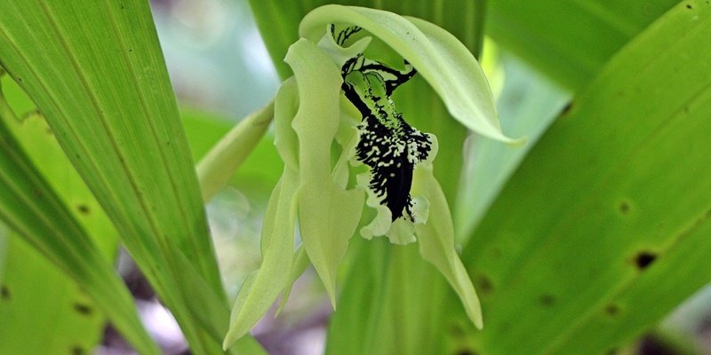 padang luway sanctuary