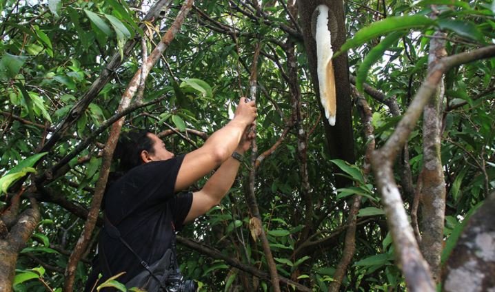 MONGABAY5