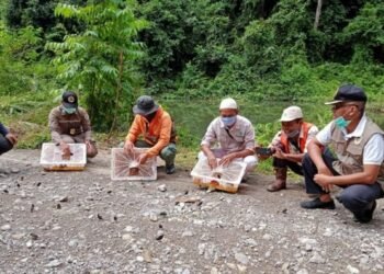 Ratusan Burung Dilepasliarkan ke Hutan Kaltim