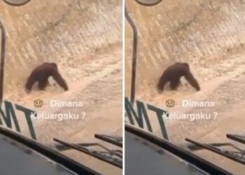 Viral! Video Orangutan Bingung Cari Habitatnya
