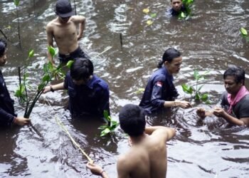 Peringati Milad ke-10, Mapala Stitek Tanam 250 Pohon Bakau