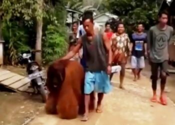 VIDEO: Orangutan Masuki Pemukiman Warga Paser