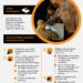 INFOGRAFIS: PPKM yang Tegas dan Humanis
