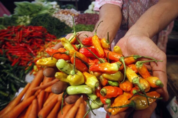 Harga Cabai Rawit di Bontang Tembus Rp60 Ribu per Kilogram