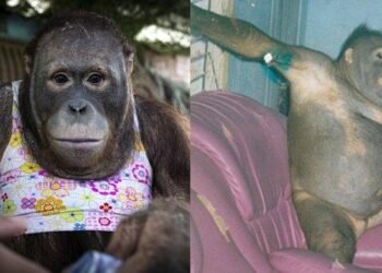 Kisah Pilu Orang Utan di Kalimantan: Dijadikan Budak Nafsu, Didandani seperti Wanita