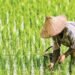 Kaltim Kejar Cetak 16 Ribu Hektare Sawah, Bekas Tambang Dihidupkan Kembali Ancaman El Nino Kaltim, Petani Diminta Tampung Air sebelum Agustus Kutim Defisit Beras 35 Ribu Ton, Produksi Lokal Baru 18 Persen Kaltim Bidik 20 Ribu Hektare Sawah Baru Tahun Ini Pupuk Kaltim Salurkan 836 Ribu Ton Pupuk Nonsubsidi, Petani Merasakan Dampaknya Penyerapan Pupuk Subsidi di Penajam Paser Utara Hanya Capai 3.766 Ton