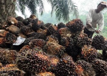 Harga TBS Kaltim Naik jadi Rp2.401,02 per Kg Ekspor Dibuka, Harga TBS di Kaltim Naik
