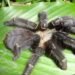 Tak Sengaja Jatuh di Kaki, Tarantula Spesies Baru Ditemukan di Kalimantan