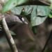 Burung Pelanduk Kalimantan Muncul Lagi setelah 172 Tahun
