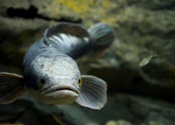 Ikan Toman, Predator asal Kalimantan yang Bermanfaat bagi Kesehatan
