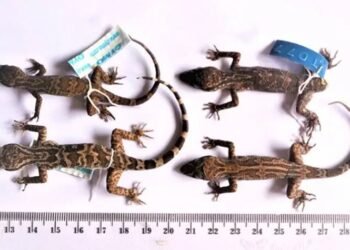 Jarilengkung Hamidy, Spesies Cecak Baru yang Ditemukan di Kalimantan
