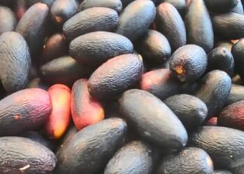 Kemayau, Buah Langka Bercita Rasa Mentega Khas Kalimantan