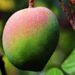 Mangga Kasturi, Flora Ikon Kalimantan yang Telah Punah di Alam Liar