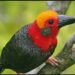 Tiong Batu Kalimantan, Burung Endemik dengan Suara Mirip Klakson