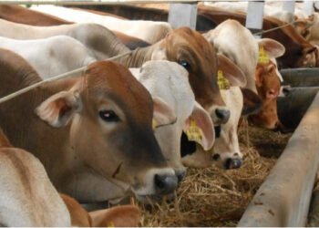 Kaltim Masih Impor 70 Persen Sapi Potong Jelang Iduladha, 285 Ekor Sapi asal Sulbar Bakal Masuk Balikpapan