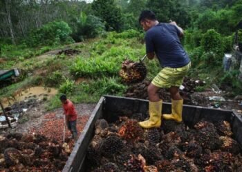 Sawit Kutim ‘Hilang’ di Data Ekspor, Bupati Bongkar Biang Keroknya CPO dan Kernel Naik, TBS Petani Kaltim Ikut Menggeliat Harga TBS Kelapa Sawit di Kaltim Naik Tajam Awal Juni 2023, Harga TBS Sawit Kaltim Kian Anjlok Perda tentang Jalan Batu Bara dan Kelapa Sawit di Kaltim bakal Direvisi