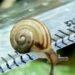 Acmella Nana; Siput Terkecil di Dunia Ditemukan di Kalimantan