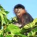 Monyet Misterius Ditemukan di Kalimantan