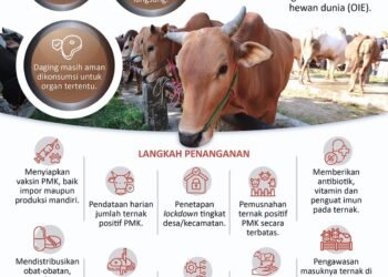 INFOGRAFIS: Penanganan Wabah PMK Hewan Ternak