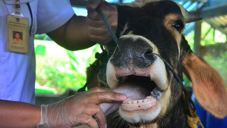 4 Larangan Kurban saat Iduladha, Termasuk Jual Daging Kurban 1.700 Sapi Kurban bakal Masuk Kutim, Waspadai PMK dan Cacingan