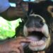 4 Larangan Kurban saat Iduladha, Termasuk Jual Daging Kurban 1.700 Sapi Kurban bakal Masuk Kutim, Waspadai PMK dan Cacingan