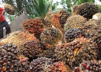 Duh, Harga TBS Sawit Kaltim Periode Agustus Terus Merosot