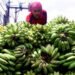 Kalimantan Timur Kembangkan Pisang untuk Pasar Ekspor Memaksimalkan Investasi dari Hasil Tani Potensial