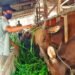 200 Sapi di Penajam Diasuransikan lewat AUTSK