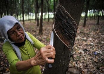 Investasi Karet di Kutai Barat Menjanjikan