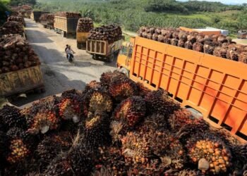 Sektor Pertanian jadi Magnet Investasi di Kaltim, Nilainya Tembus Rp8,97 Triliun Truk CPO Berpelat Luar Kaltim bakal Dirazia Harga TBS Sawit di Kaltim Naik, Petani Plasma Diuntungkan Harga TBS Kelapa Sawit di Kaltim Naik jadi Rp2.469 per Kilogram 11 Perusahan Sawit di Mahakam Ulu Didesak Segera Buka Kantor Perwakilan