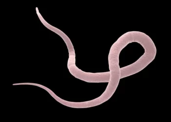 cacing nematoda