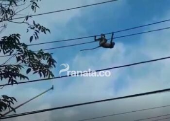 Proses Evakuasi Bekantan, Tersengat Listrik Berlangsung Dramatis