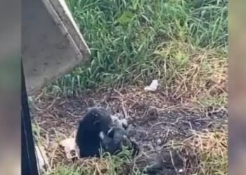 Pemandangan Langka! Dua Beruang Madu Muncul di Kutai Kartanegara