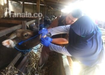 Bontang Berstatus Zona Merah PMK, tapi Sudah Nol Kasus