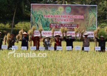 Kutai Kartanegara Ikuti Panen Raya Nusantara Satu Juta Hektare di Bukit Biru, Tenggarong