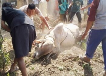 Tuntunan Rasulullah SAW saat Kurban dan Aqiqah