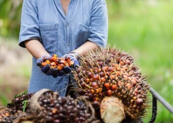 Daftar Harga TBS Sawit di Kaltim Berdasarkan Umur Pohon Desember 2024 Kabar Baik! TBS Sawit di Kaltim Kini Tembus Rp 3 Ribu per Kilogram Pekan Ini, Harga Tanda Buah Segar Sawit di Kaltim Turun jadi Rp2.281,40