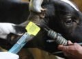 Satu Sapi di Bontang Tunjukan Tanda Klinis PMK Langsung Dipotong Untuk Warga Kaltim! Pilih Sapi Kurban yang Telah Berpenanda Kuping!