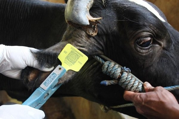 Satu Sapi di Bontang Tunjukan Tanda Klinis PMK Langsung Dipotong Untuk Warga Kaltim! Pilih Sapi Kurban yang Telah Berpenanda Kuping!
